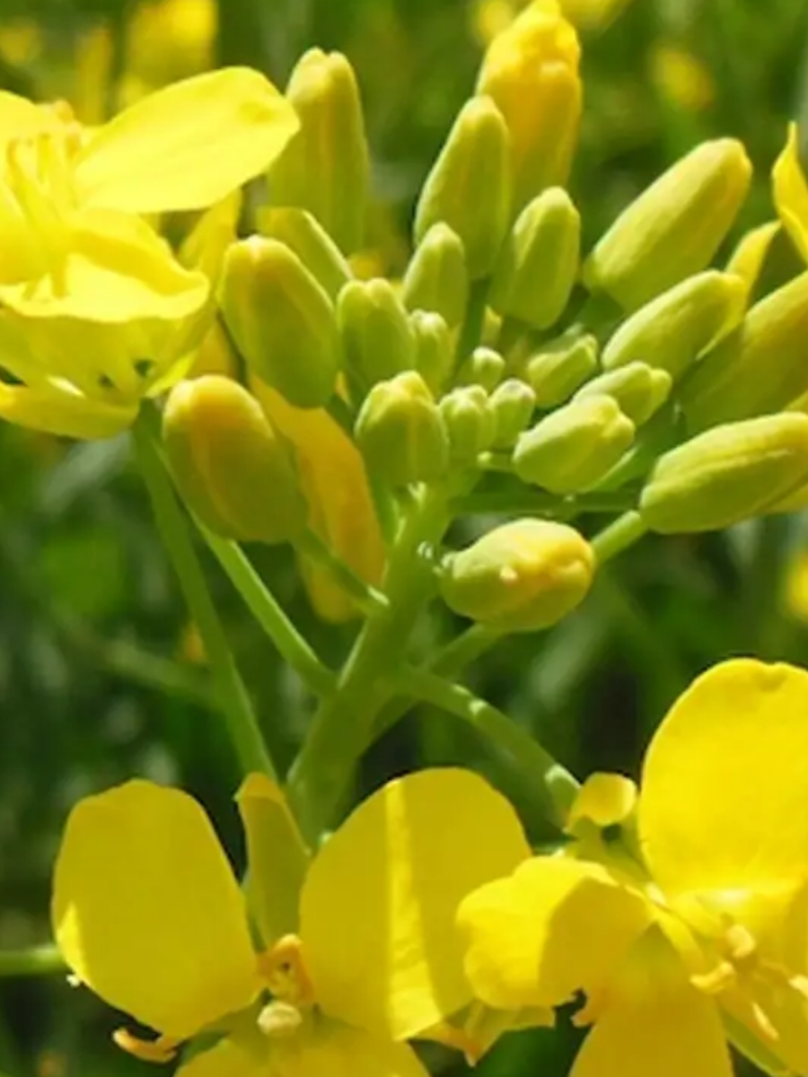 Рапс Галант 250г сидерат 80805